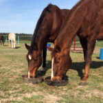 IMG 1281 150x150